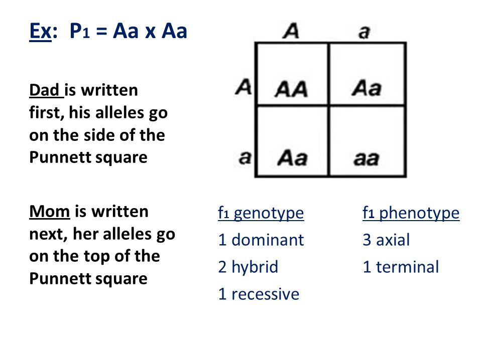 Ex: P1 = Aa x Aa f1 genotype f1 phenotype. 1 dominant 3 axial. 2 hybrid 1 terminal. 1 recessive.