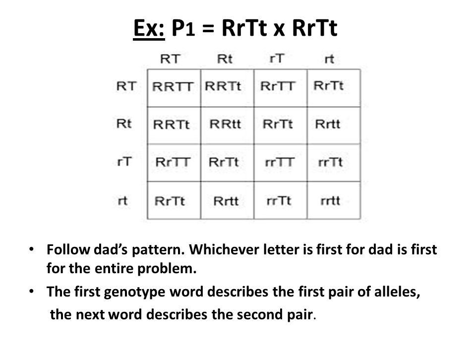 Ex: P1 = RrTt x RrTt Follow dad’s pattern. Whichever letter is first for dad is first for the entire problem.