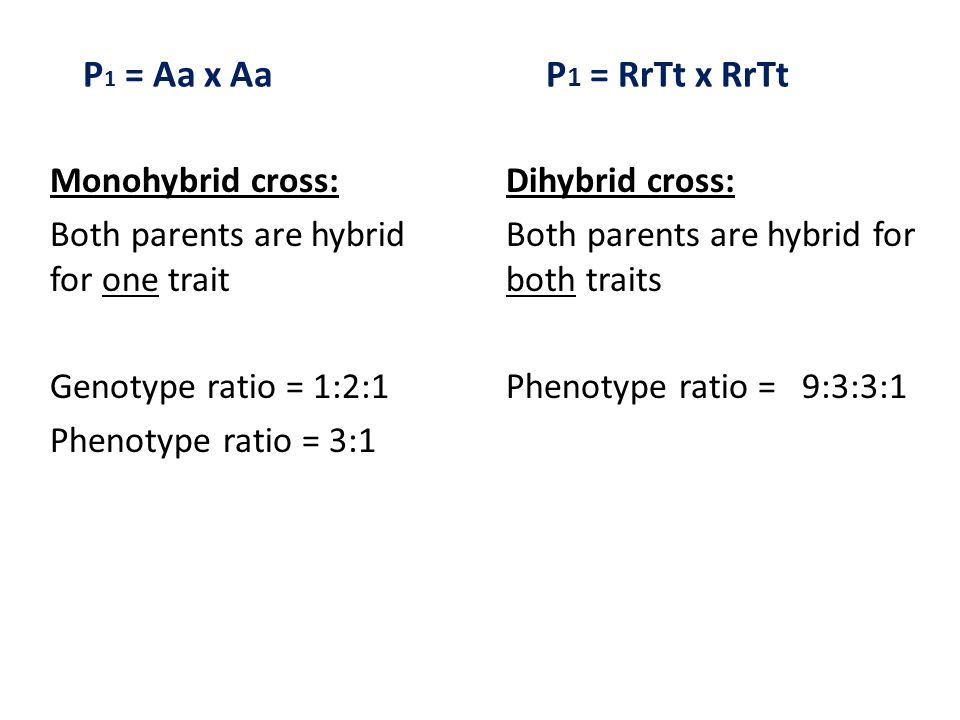P1 = Aa x Aa P1 = RrTt x RrTt Monohybrid cross: Both parents are hybrid for one trait Genotype ratio = 1:2:1 Phenotype ratio = 3:1