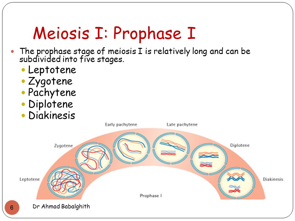 Meiosis Dr Ahmad O Babalghith Dr Ahmad Babalghith. - ppt video online  download