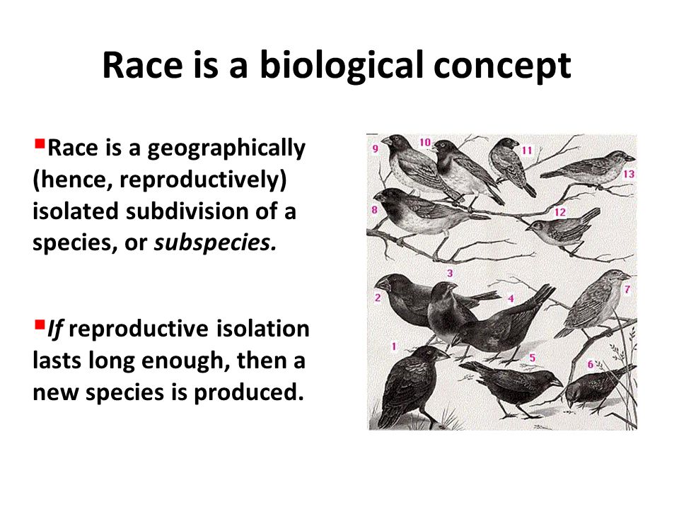 Race and Racism. - ppt video online download