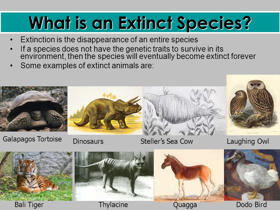 Endangered Species The rare scare…. - ppt video online download