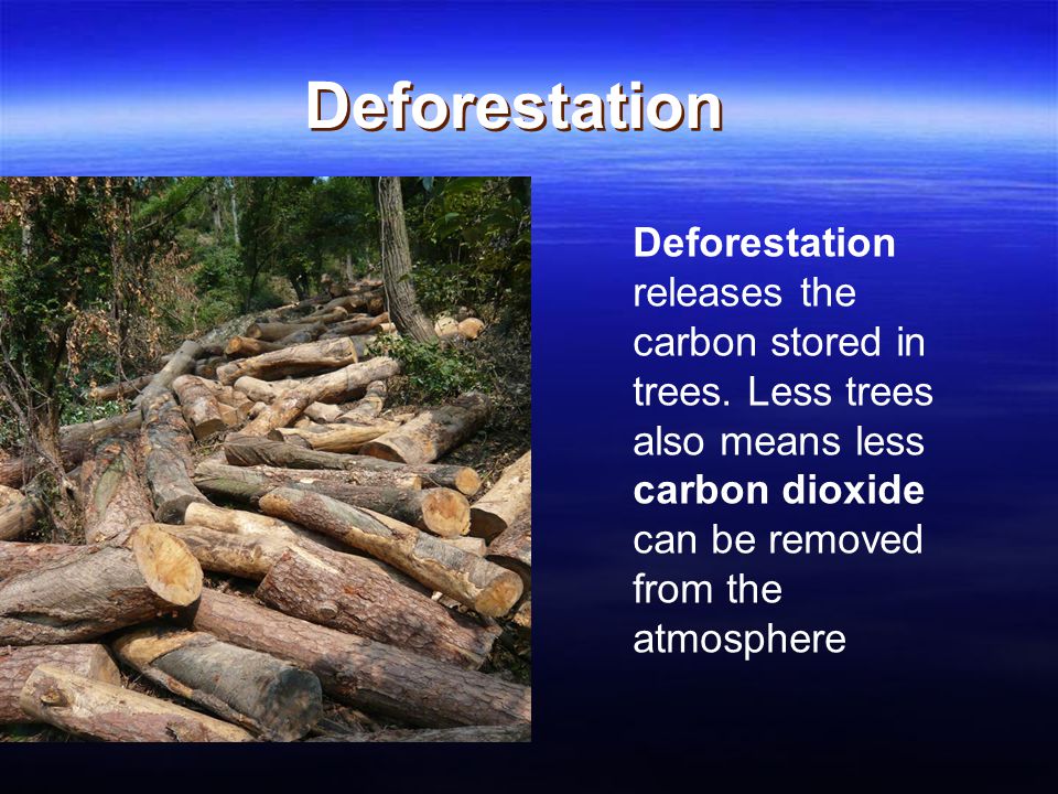 Deforestation Deforestation releases the carbon stored in trees.