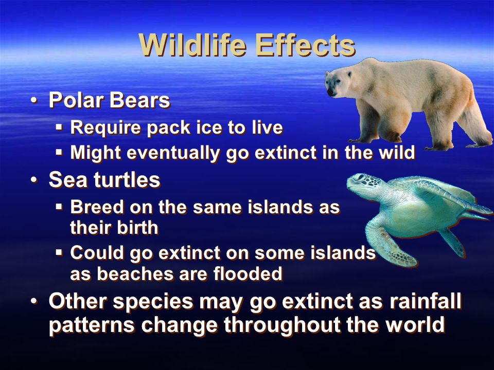 Wildlife Effects Polar Bears Sea turtles