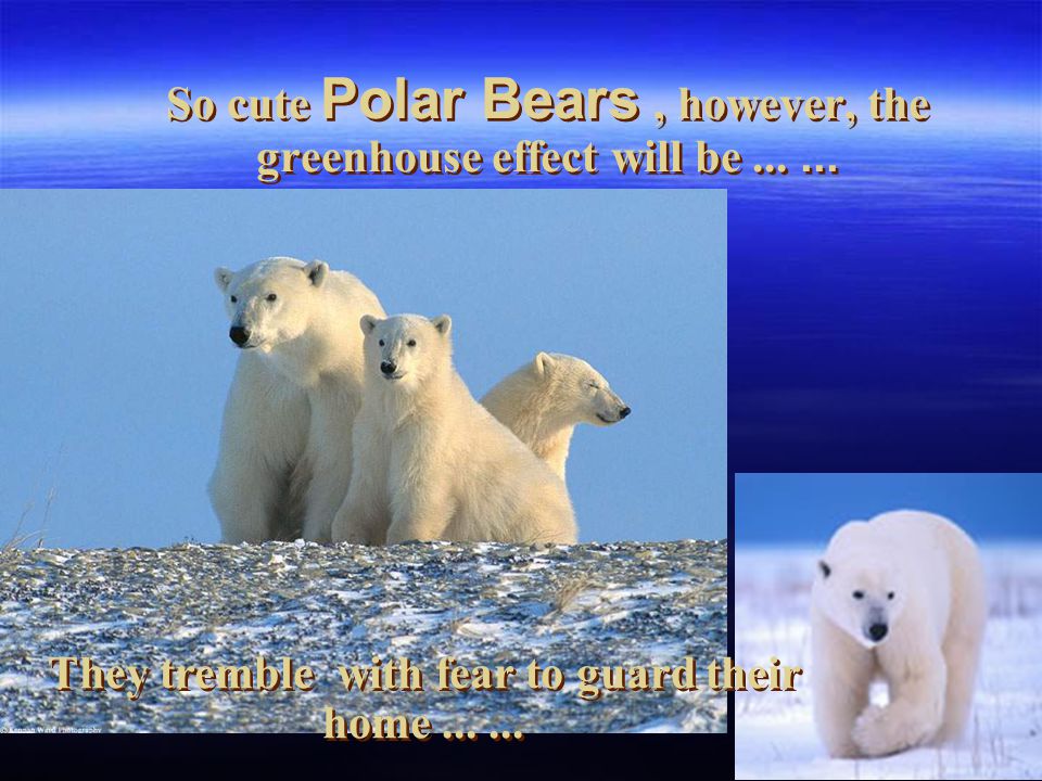 So cute Polar Bears , however, the greenhouse effect will be