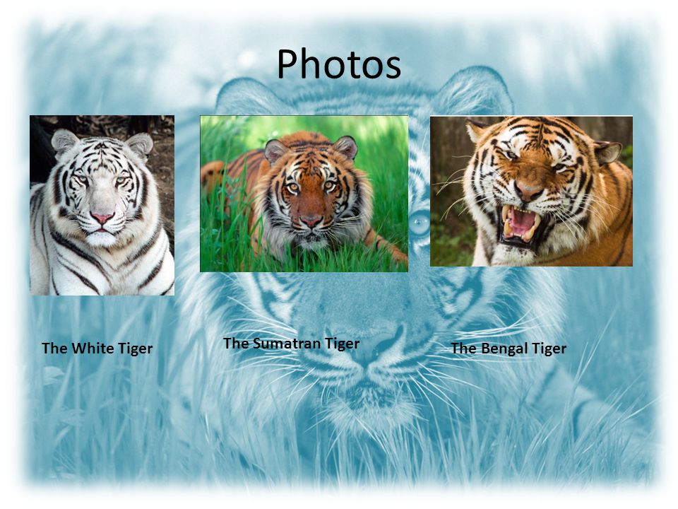 Photos The Sumatran Tiger The White Tiger The Bengal Tiger