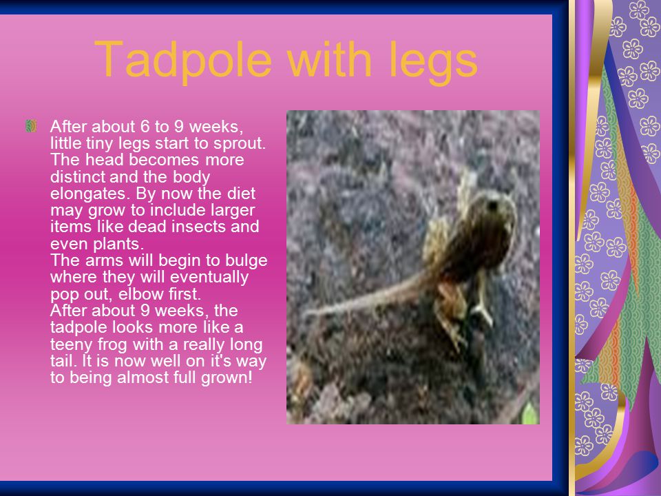 Tadpole with legs