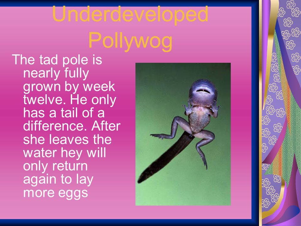 Underdeveloped Pollywog