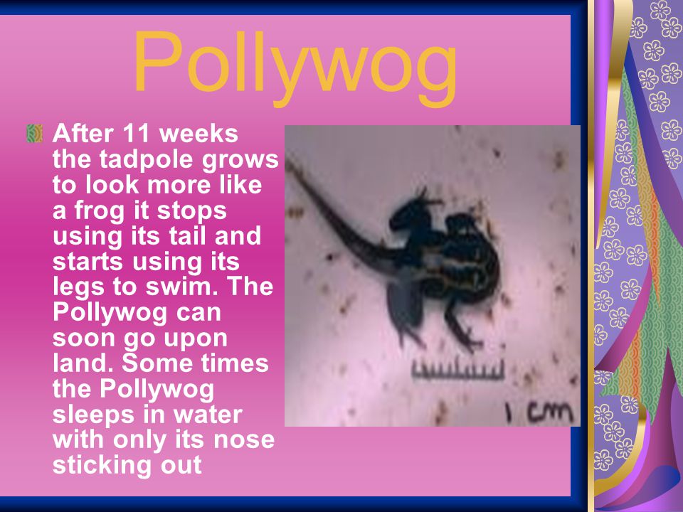 Pollywog