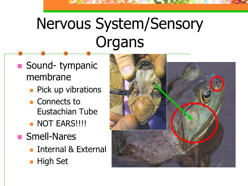 Тест нервная система органы чувств. Sensor Organs. Invertebrate Sensory Organs.