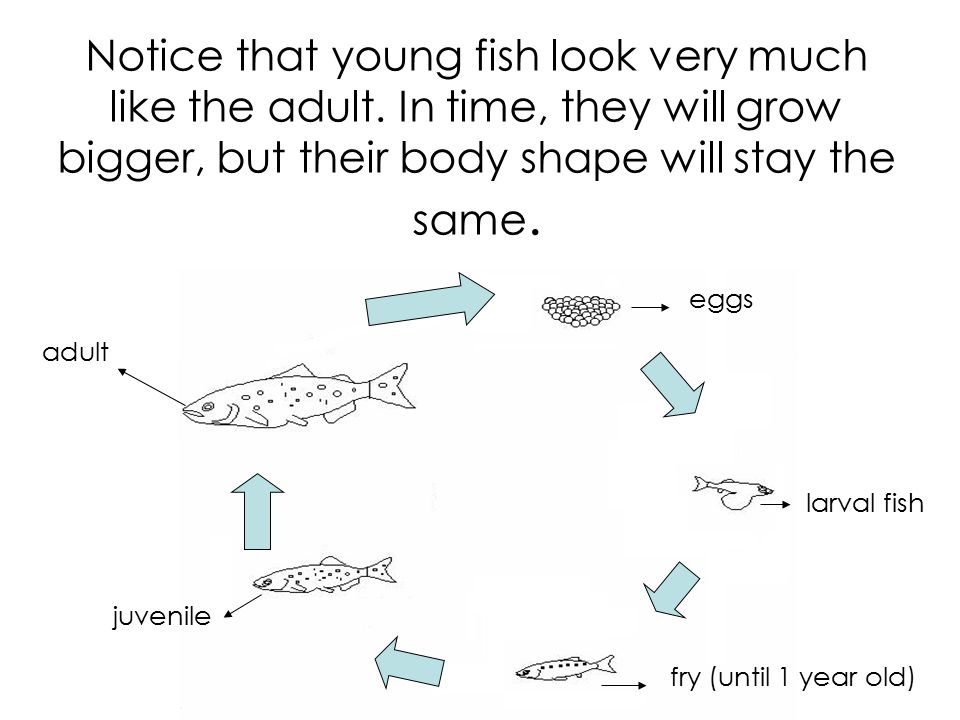 life cycle of a fish and a frog ppt