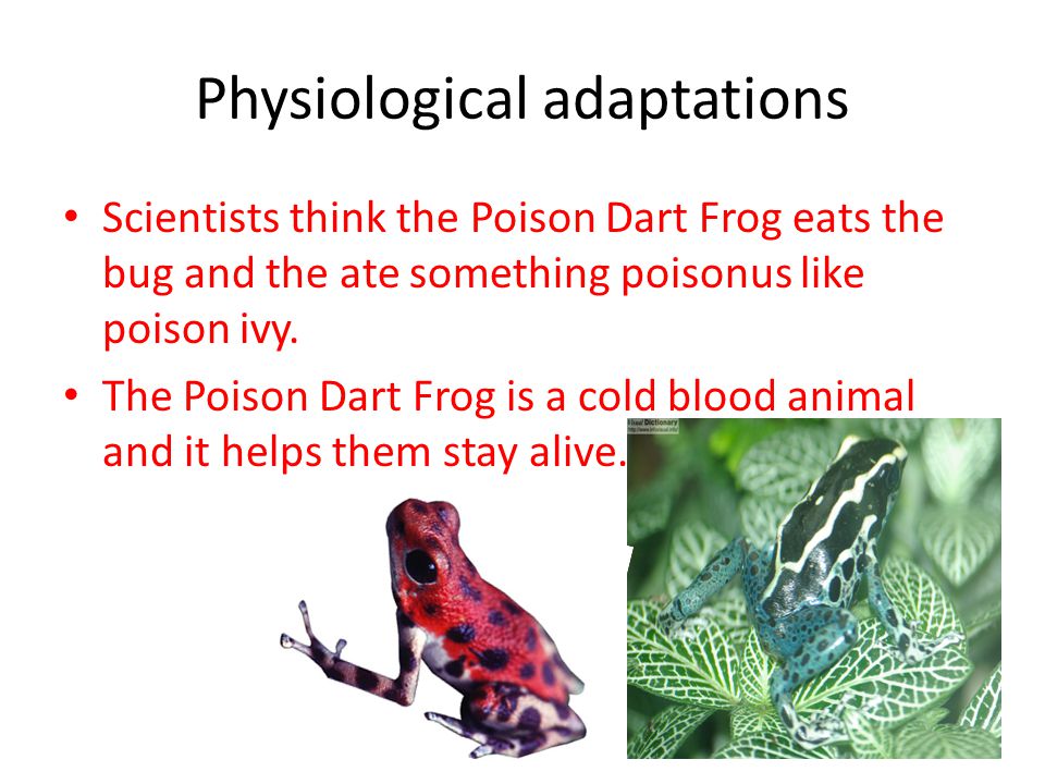 Poison Dart Frogs By Fiona Kernen. - ppt download