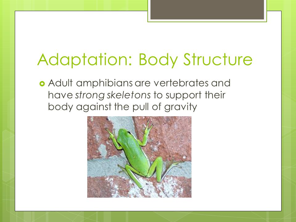 Amphibian ADAPTATIONS - ppt video online download