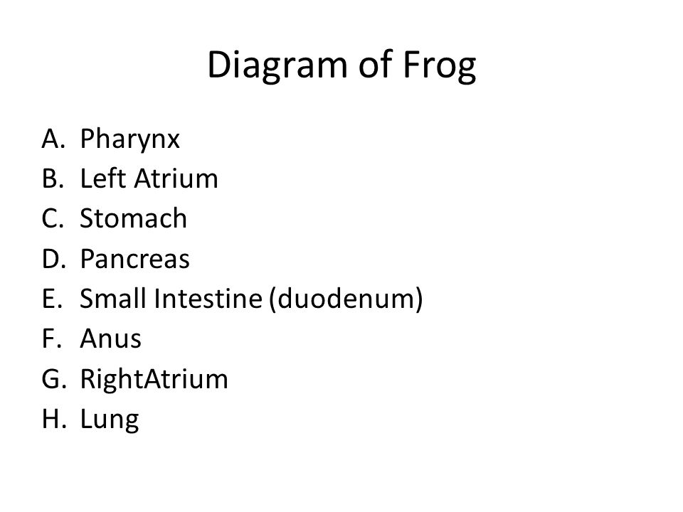 virtual lab virtual frog dissection post-lab quiz answers virtual lab virtual frog dissection post-lab quiz answers