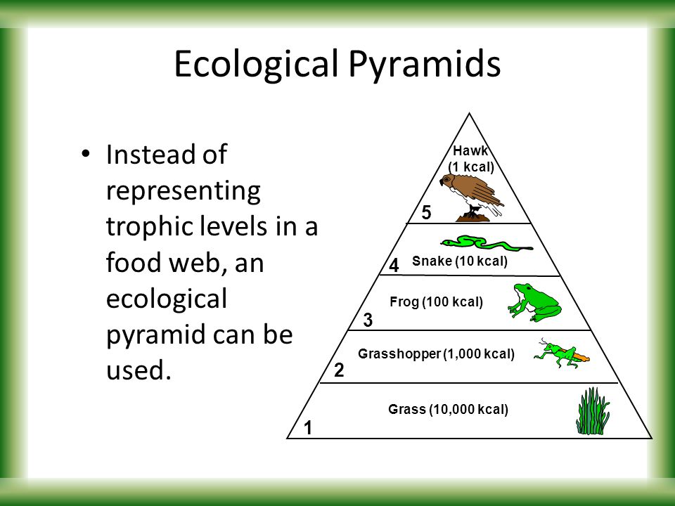 FOOD CHAINS & WEBS Introduction to ENERGY FLOW. - ppt video online download