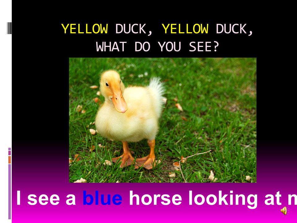 YELLOW DUCK, YELLOW DUCK, WHAT DO YOU SEE