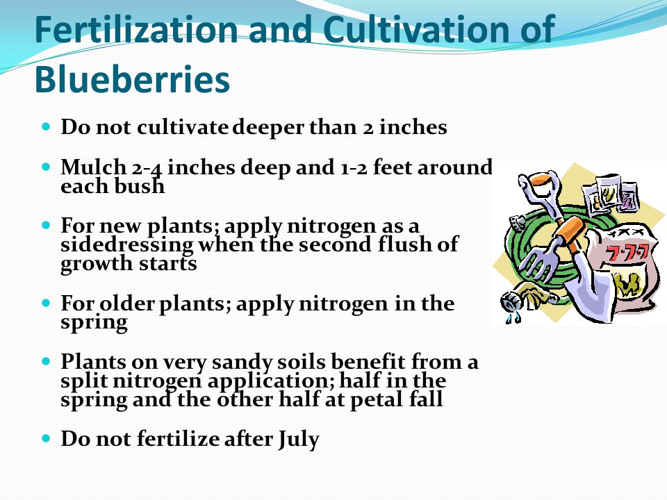 Fertilization and Cultivation of Blueberries