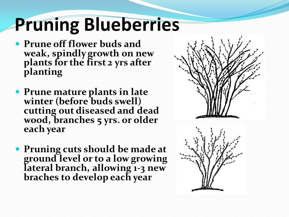 Pruning Blueberries Prune off flower buds and weak, spindly growth on new plants for the first 2 yrs after planting.