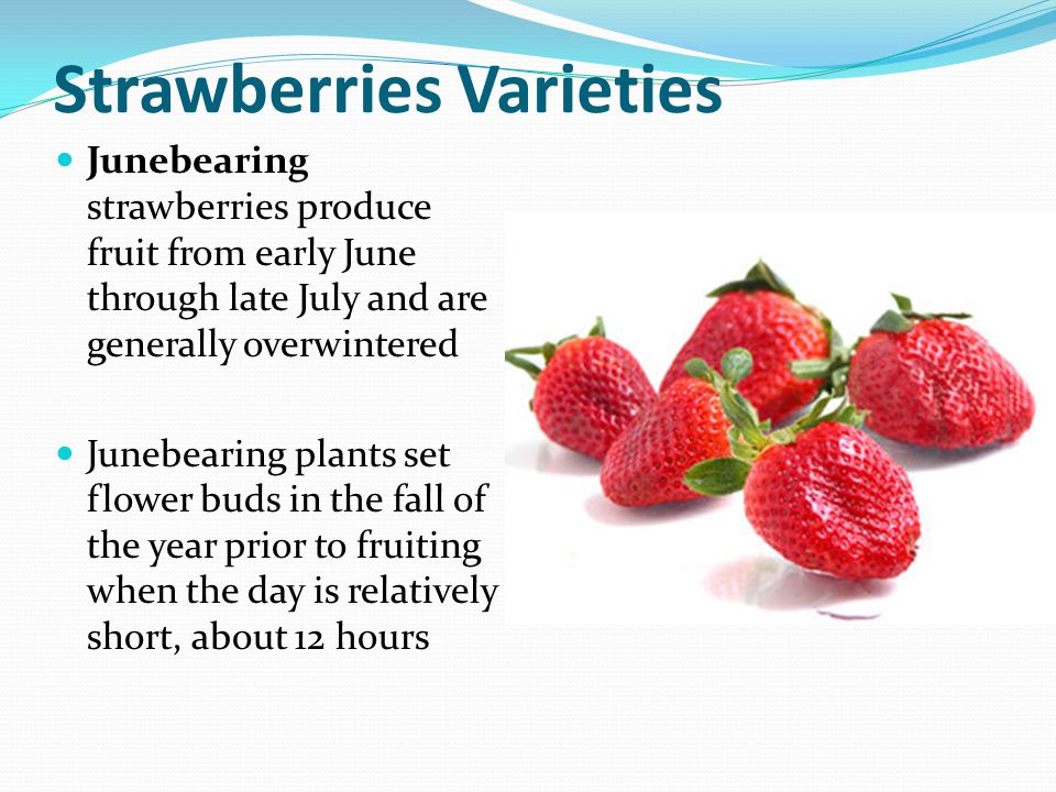 Strawberries Varieties