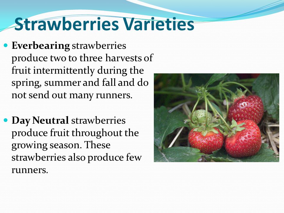 Strawberries Varieties