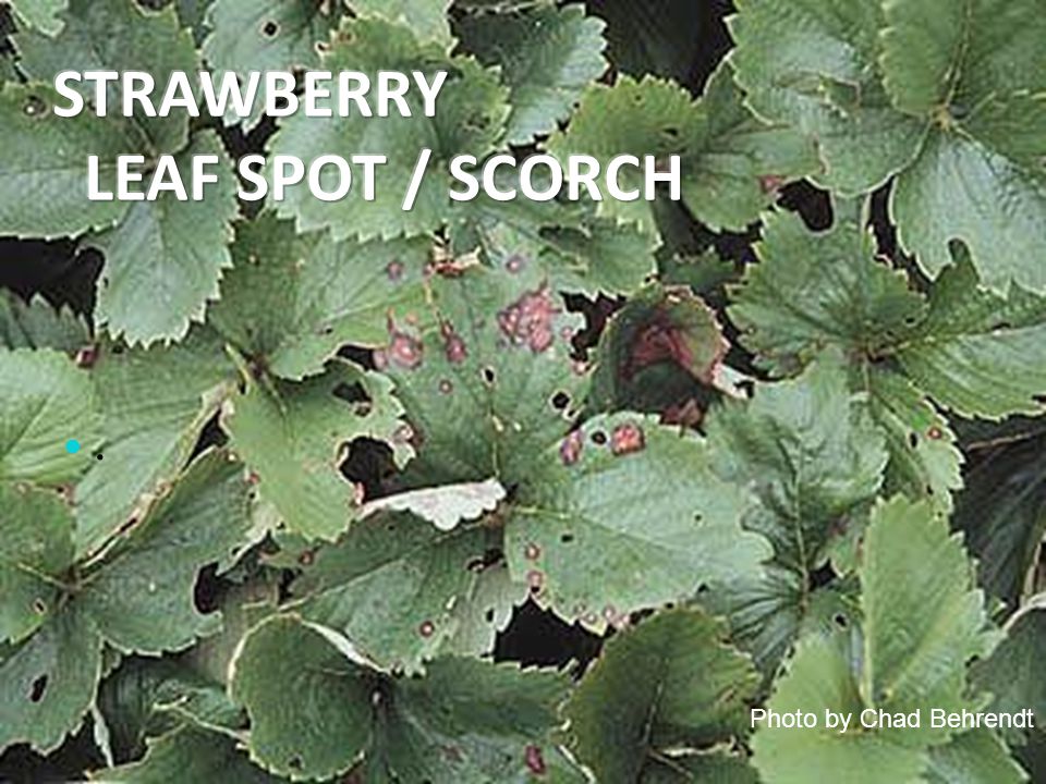 STRAWBERRY LEAF SPOT / SCORCH