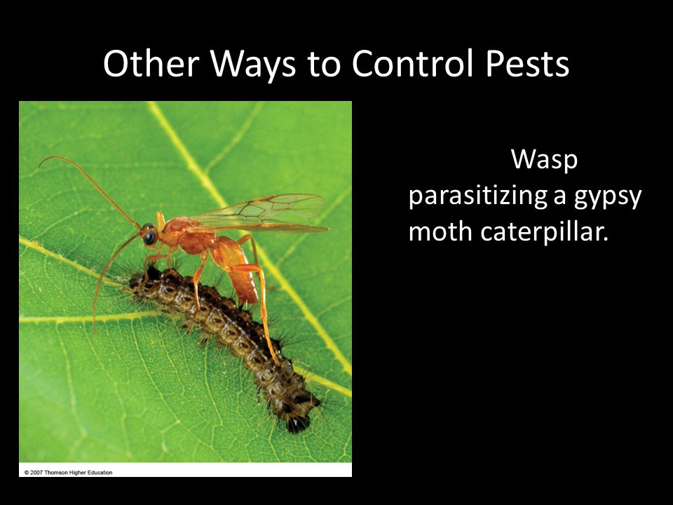 Other Ways to Control Pests