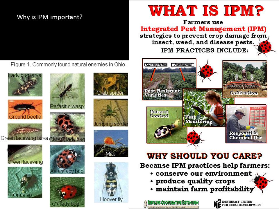 Why is IPM important