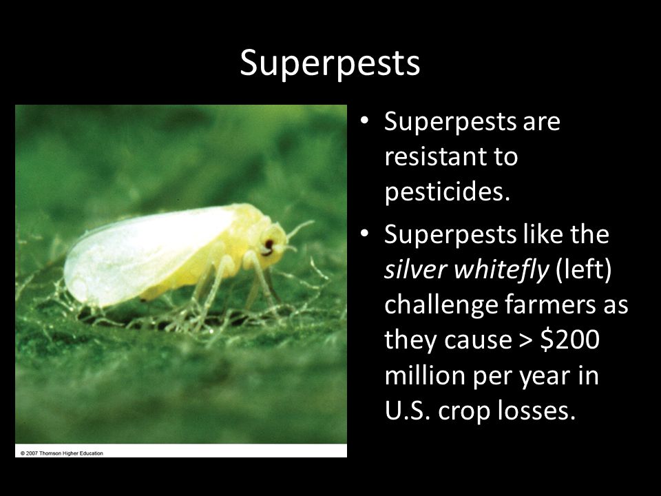 Superpests Superpests are resistant to pesticides.