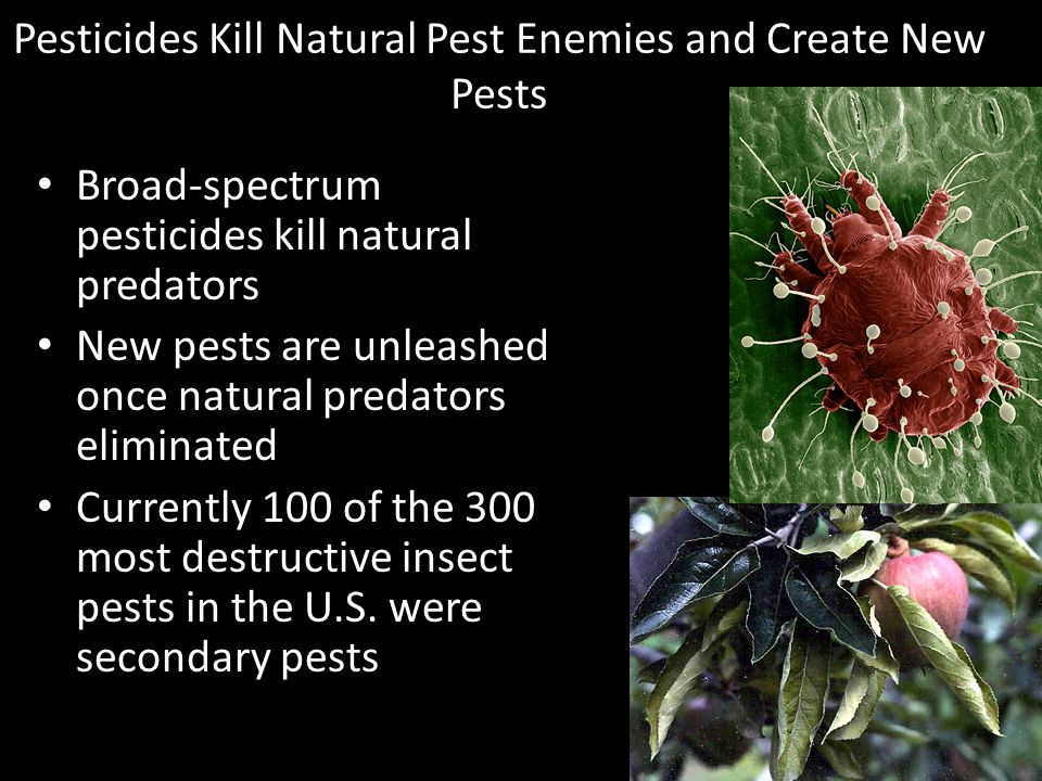 Pesticides Kill Natural Pest Enemies and Create New Pests