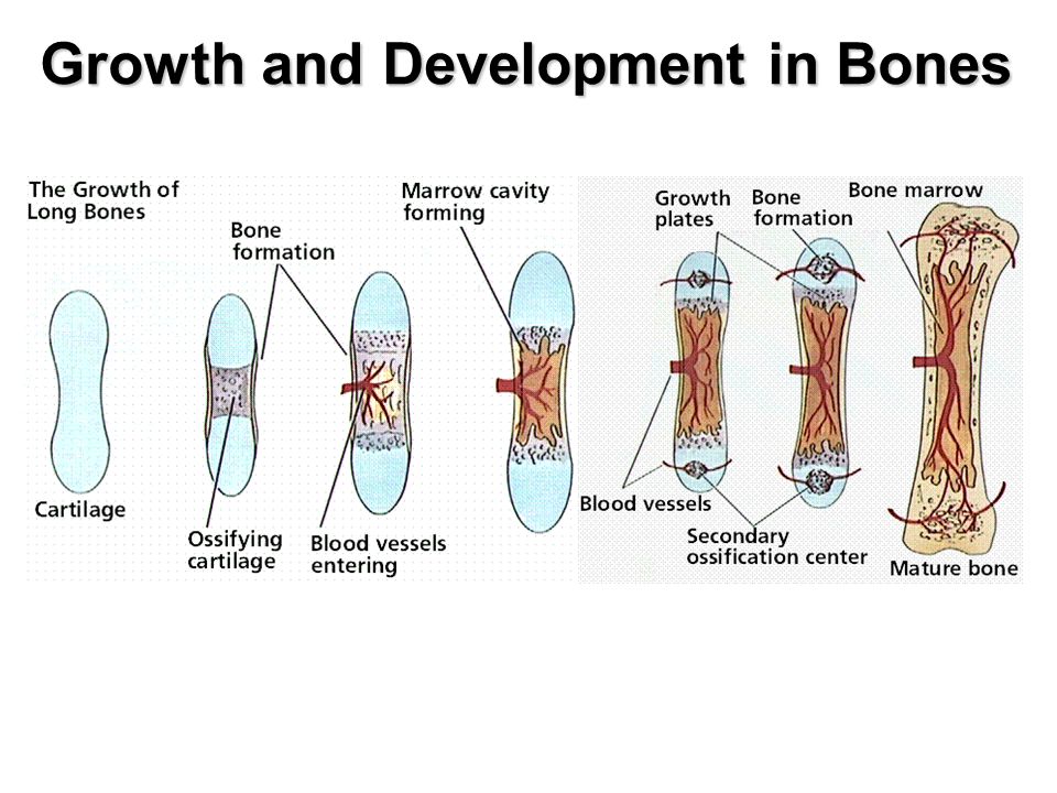 Chapter 40: The human musculoskeletal system Biology Diagrams