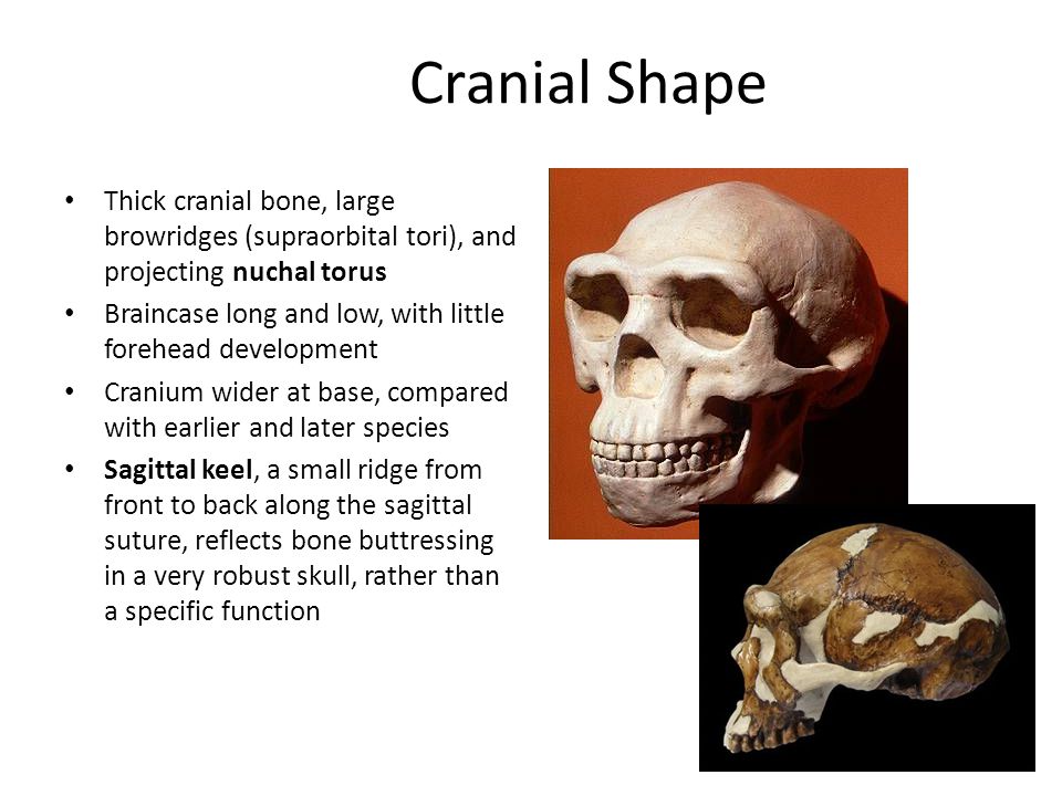 Brain Size Cranial Capacities 700 Cm3 To 1250 Cm3 Ppt Video