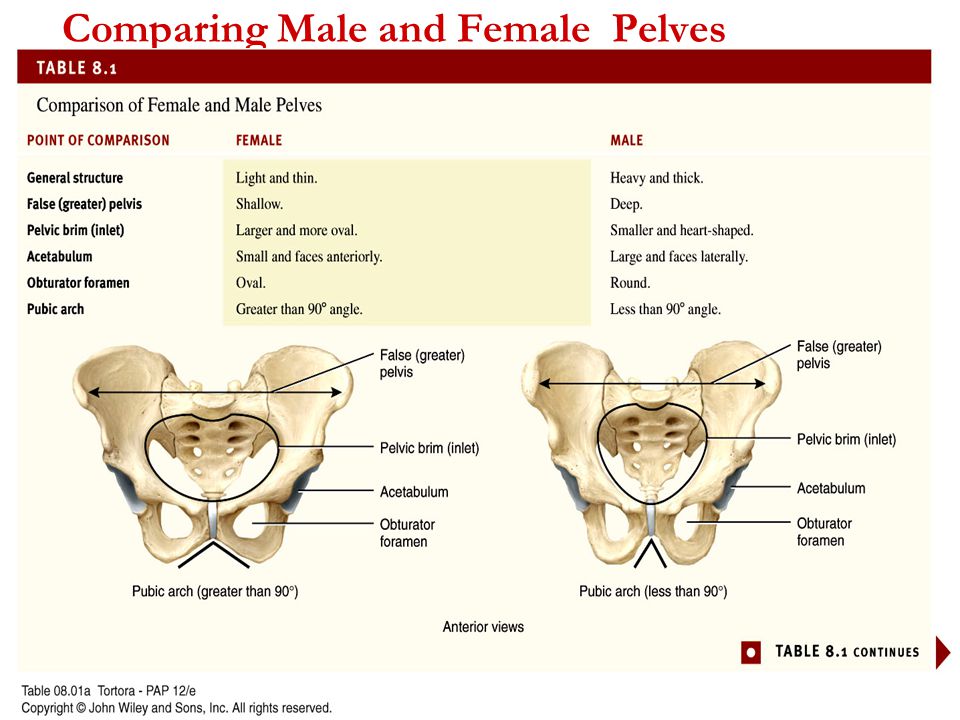 Male vs Female Pelves  Channels for Pearson+