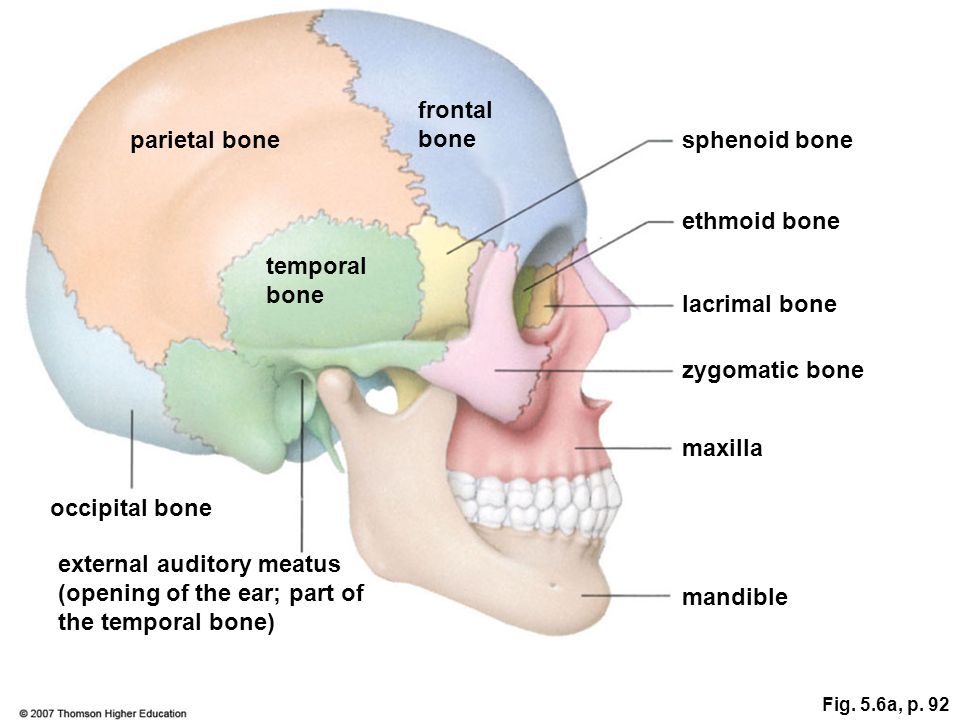 Карта bones. Parietal кость. Лобная кость теменная кость. Frontal Bone. Frontal Bone Kenhub.