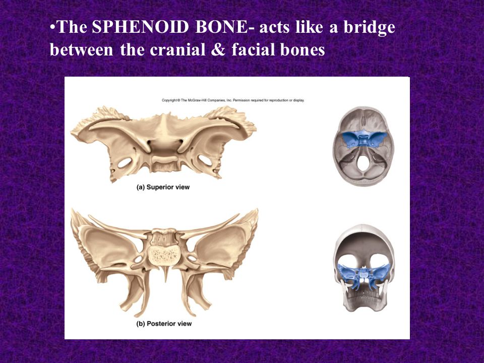 The SPHENOID BONE- acts like a bridge between the cranial & facial bones