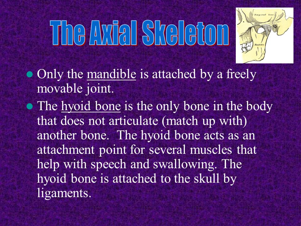 The Axial Skeleton Only the mandible is attached by a freely movable joint.