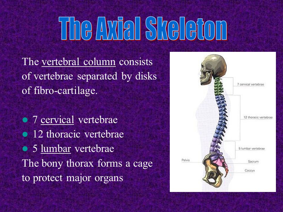 The Axial Skeleton The vertebral column consists