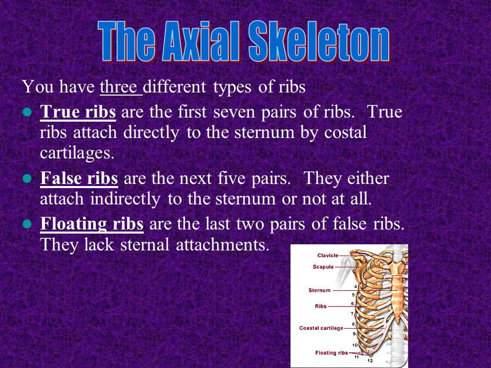 The Axial Skeleton You have three different types of ribs