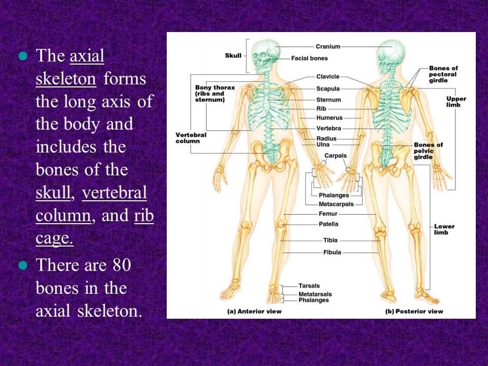 The axial skeleton forms the long axis of the body and includes the bones of the skull, vertebral column, and rib cage.