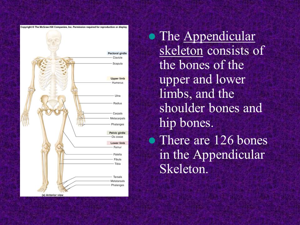 The Appendicular skeleton consists of the bones of the upper and lower limbs, and the shoulder bones and hip bones.