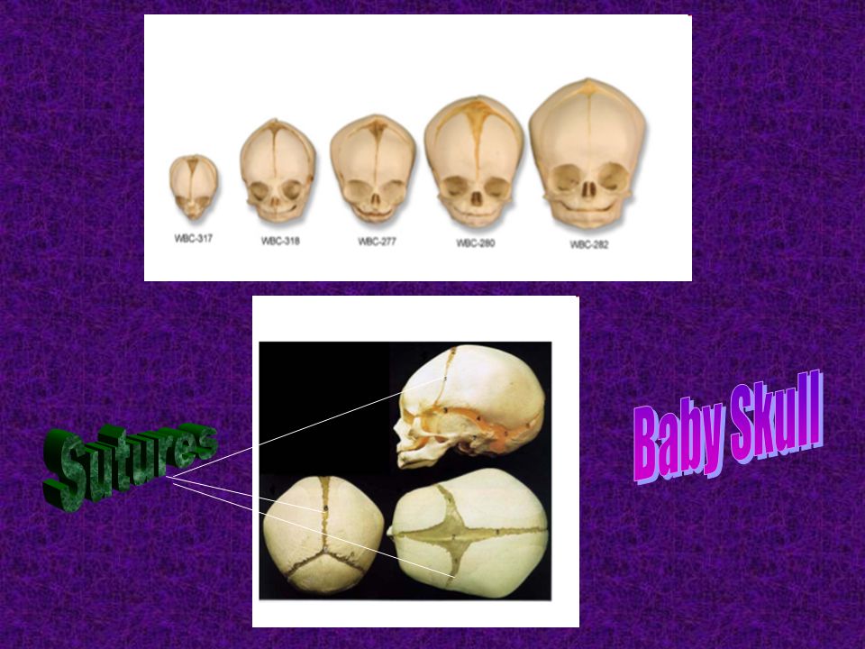 Baby Skull Sutures