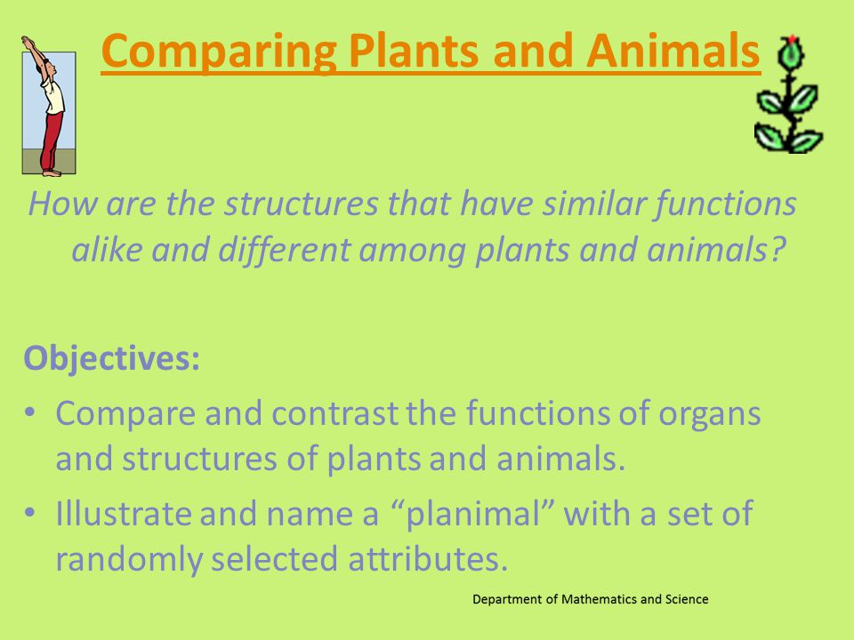 Comparing Plants and Animals - ppt download Comparing Plants and Animals - ppt download