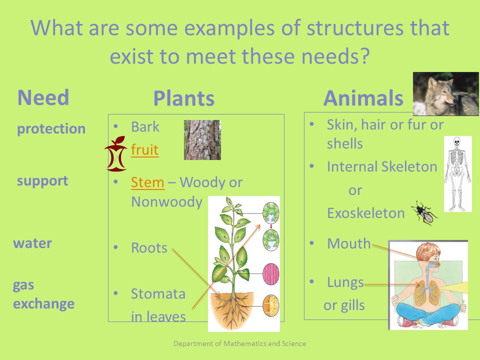 Comparing Plants and Animals - ppt download
