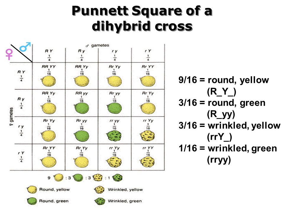 Punnett Square of a dihybrid cross.