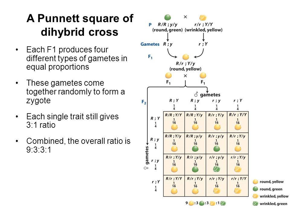A Punnett square of dihybrid cross.