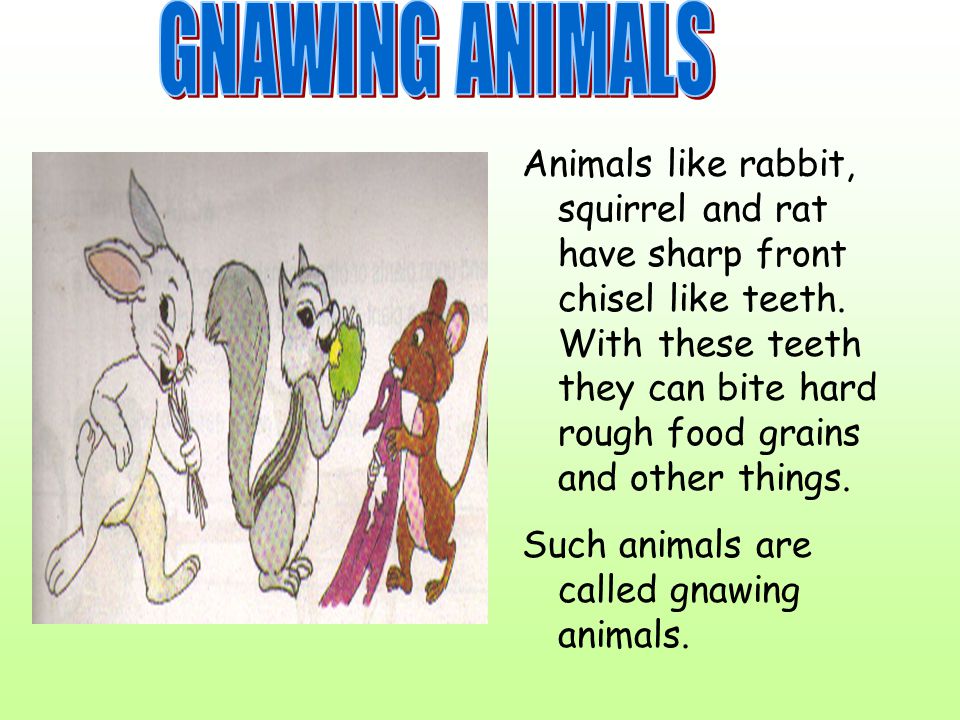 LIVING WORLD OF ANIMALS - ppt video online download