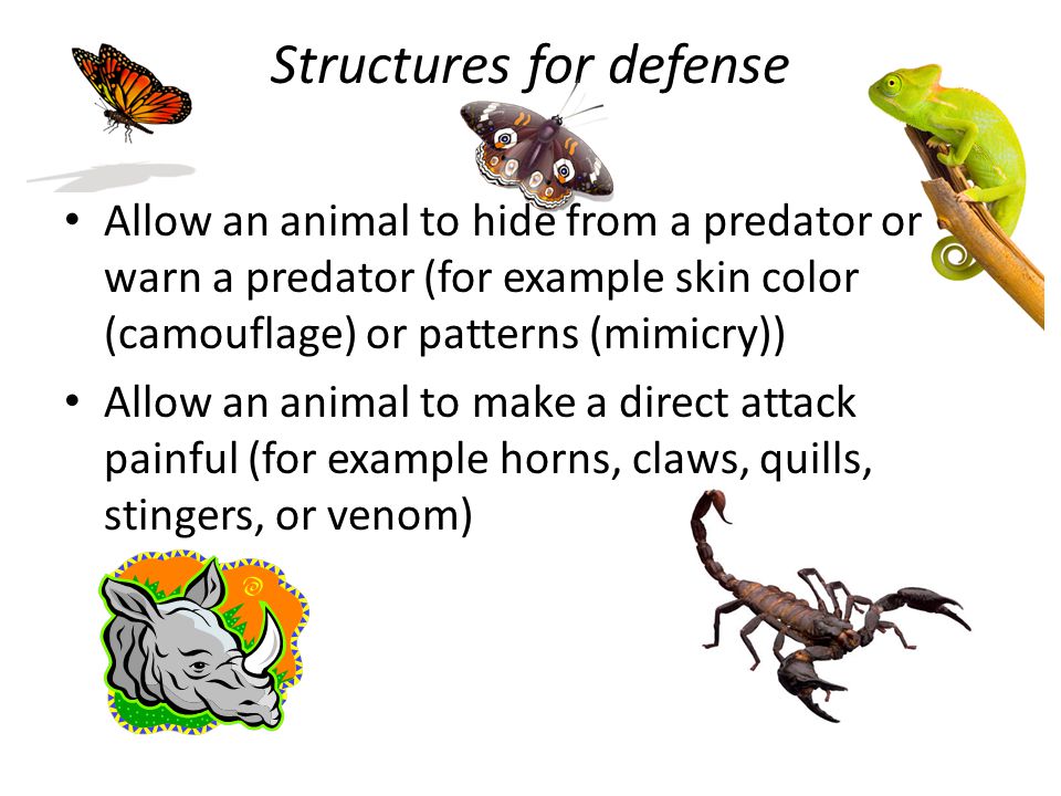 How animals protect themselves, move, and obtain resources - ppt video  online download