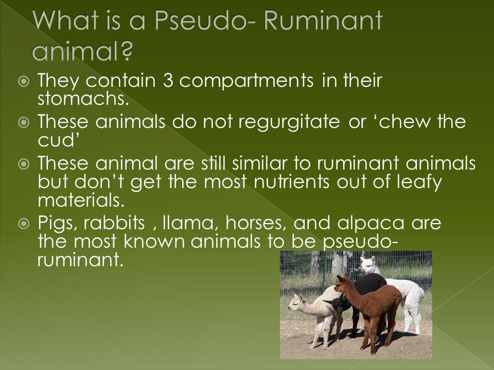 Ruminant and Pseudo- ruminant - ppt video online download