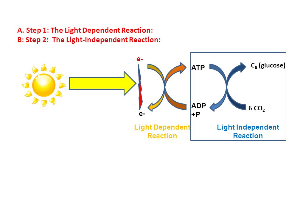 Light Dependent Reaction Light Independent Reaction