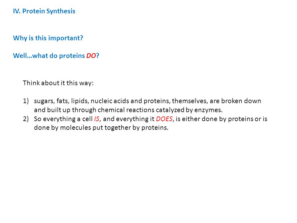 IV. Protein Synthesis Why is this important Well…what do proteins DO Think about it this way: