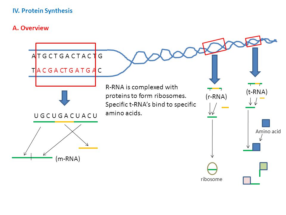 R-RNA is complexed with proteins to form ribosomes.